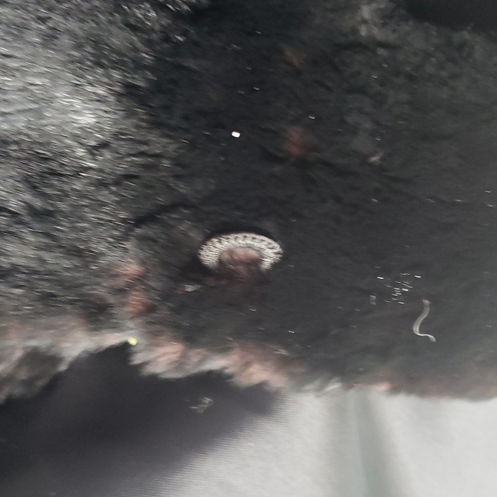 MORTON'S OF Washington,  D.C. - Picture 5 of 5